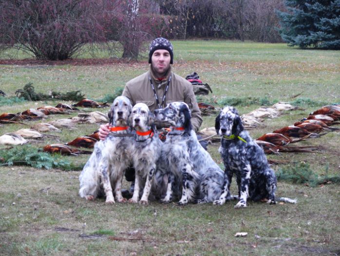 Tattersett store english setters